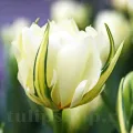 Bulbi Lalele Exotic Emperor (Tulip)