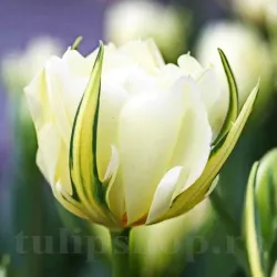 Bulbi Lalele Exotic Emperor (Tulip)