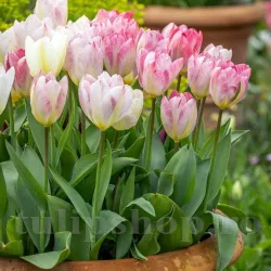 Bulbi Lalele Flaming Purissima (Tulip) Bulbi Lalele Flaming Purissima (Tulip)