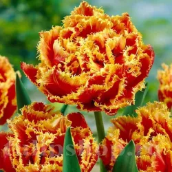 Bulbi Lalele Gold Dust (Tulip)