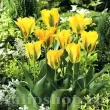 Bulbi Lalele Golden Artist (Tulip) bulbi de toamna lalele golden artist soi viridiflora 110x110