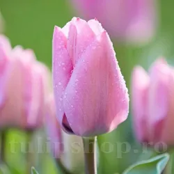 Bulbi Lalele Janis Joplin (Tulip)