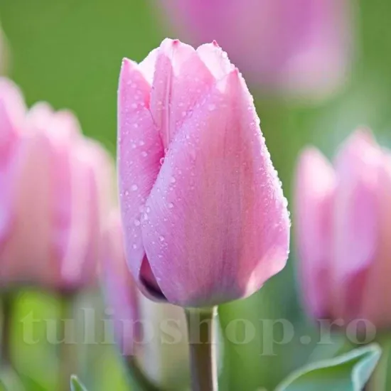 Bulbi Lalele Janis Joplin (Tulip) bulbi de toamna lalele janis joplin soi triumph