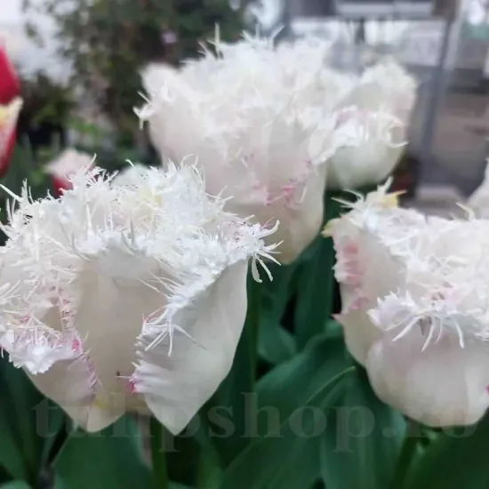 Bulbi Lalele Lady Smile (Tulip) bulbi de toamna lalele lady smile soi franjurat crispa