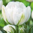 Bulbi Lalele Mount Tacoma (Tulip) bulbi de toamna lalele mount tacoma soi dublu tarziu 110x110
