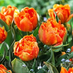 Bulbi Lalele Orca (Tulip)