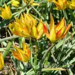 Bulbi Lalele Orphanidea Flava (Tulip) bulbi de toamna lalele orphanidea flava specie salbatica 110x110