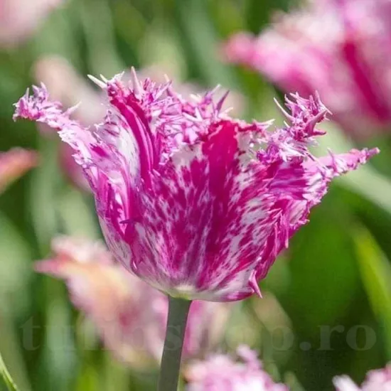 Bulbi Lalele Purple Circus (Tulip) bulbi de toamna lalele purple circus soi crispa
