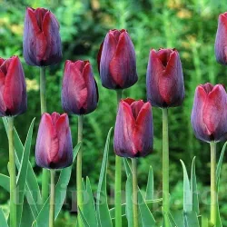 Bulbi Lalele Ronaldo (Tulip)