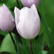 Bulbi Lalele Silver Cloud (Tulip) bulbi de toamna lalele silver cloud soi triumph 110x110