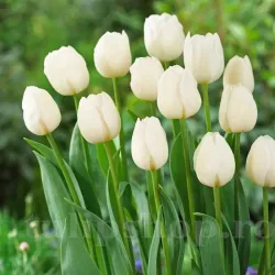 Bulbi Lalele Silver Dollar (Tulip)