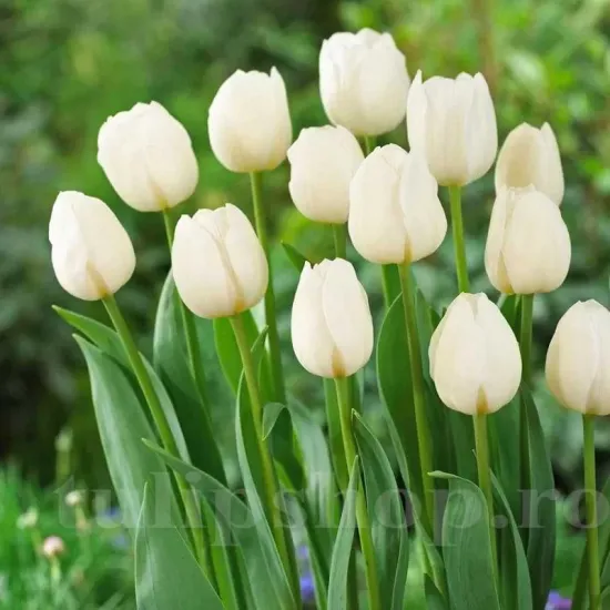 Bulbi Lalele Silver Dollar (Tulip) bulbi de toamna lalele silver dollar soi triumph