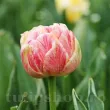 Bulbi Lalele Sprinkle Dip (Tulip) bulbi de toamna lalele sprinkle dip soi dublu tarziu 110x110