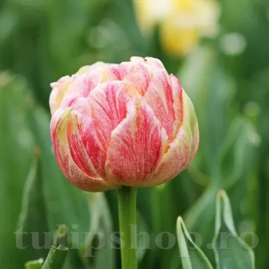 Bulbi Lalele Sprinkle Dip (Tulip) bulbi de toamna lalele sprinkle dip soi dublu tarziu