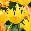 Bulbi Lalele Sunny Leo (Tulip) bulbi de toamna lalele sunny leo soi crispa 110x110