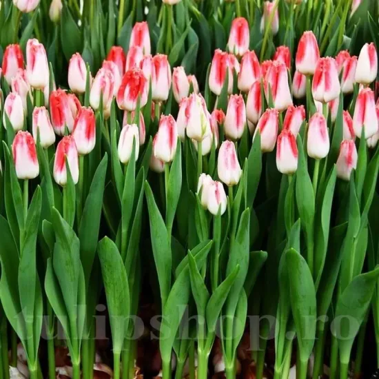 Bulbi Lalele Sweet Simone (Tulip) bulbi de toamna lalele sweet simone soi simplu tarziu franjurat