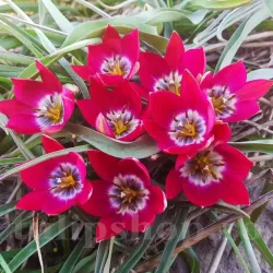 Bulbi Lalele Tiny Timo (Tulip) Bulbi Lalele Tiny Timo (Tulip)