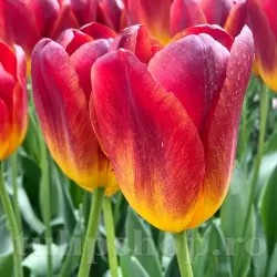 Bulbi Lalele Amberglow (Tulip) Bulbi Lalele Amberglow (Tulip)