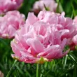 Bulbi Lalele Aveyron (Tulip) bulbi lalea aveyron roz batuta bujor 110x110