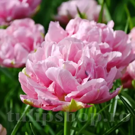 Bulbi Lalele Aveyron (Tulip) bulbi lalea aveyron roz batuta bujor