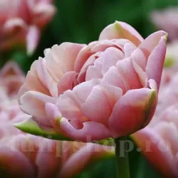Bulbi Lalele Beachberry (Tulip)