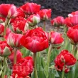 Bulbi Lalele Bombastic Red (Tulip) bulbi lalea bombastic red rosie batuta 110x110
