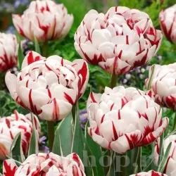 Bulbi Lalele Carnaval de Nice (Tulip) Bulbi Lalele Carnaval de Nice (Tulip)