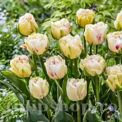 Bulbi Lalele Double Shake (Tulip)