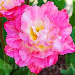 Bulbi Lalele Double Sugar (Tulip)