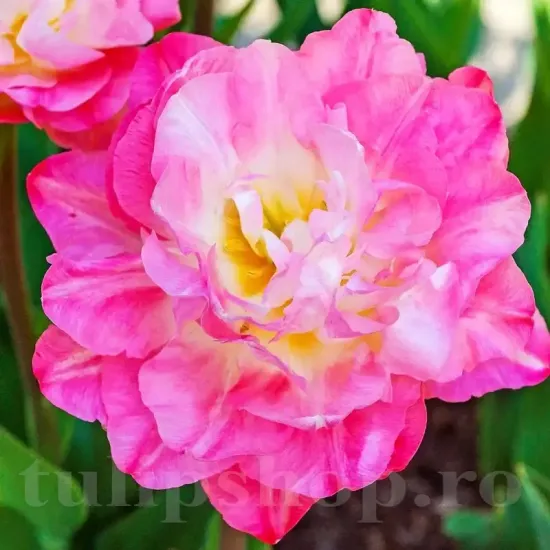 Bulbi Lalele Double Sugar (Tulip) bulbi lalea double sugar dubla tarzie roz