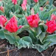 Bulbi Lalele Double Toronto (Tulip) bulbi lalea double toronto roz oranj multi batuta 110x110