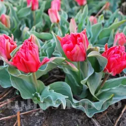 Bulbi Lalele Double Toronto (Tulip)