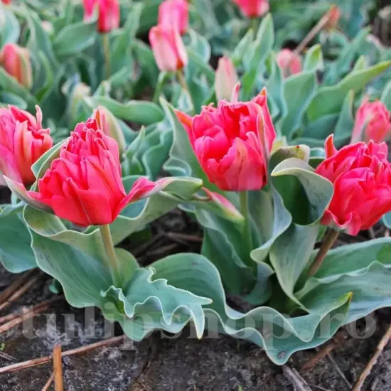 Bulbi Lalele Double Toronto (Tulip) bulbi lalea double toronto roz oranj multi batuta