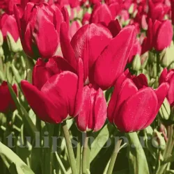Bulbi Lalele Fiery Club (Tulip)