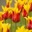 Bulbi Lalele Fire Wings (Tulip) bulbi lalea fire wings rosu galben frenci 110x110