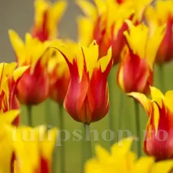 Bulbi Lalele Fire Wings (Tulip)
