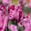 Bulbi Lalele Flamingo Queen (Tulip) bulbi lalea flamingo queen papagal roz alb 110x110