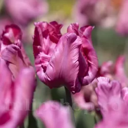 Bulbi Lalele Flamingo Queen (Tulip) Bulbi Lalele Flamingo Queen (Tulip)