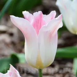 Bulbi Lalele Holland Chic (Tulip)