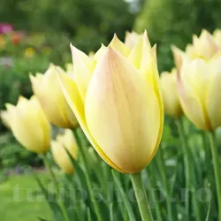 Bulbi Lalele Honky Tonk (Tulip) Bulbi Lalele Honky Tonk (Tulip)