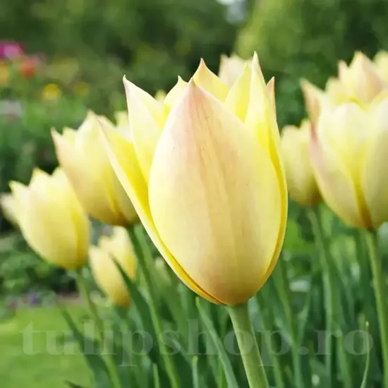 Bulbi Lalele Honky Tonk (Tulip) bulbi lalea honky tonk botanica galben pal