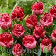 Bulbi Lalele Ice Cream Cranberry (Tulip) bulbi lalea ice cream cranberry dubla rosu roz 110x110
