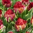 Bulbi Lalele Ice Cream Sorbet (Tulip) bulbi lalea ice cream sorbet dubla tarzie roz 110x110