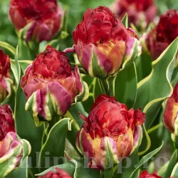 Bulbi Lalele Ice Cream Sorbet (Tulip) Bulbi Lalele Ice Cream Sorbet (Tulip)
