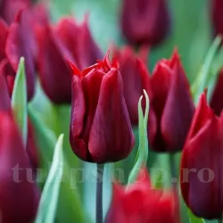 Bulbi Lalele Lasting Love (Tulip)