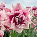 Bulbi Lalele Magic Sensation (Tulip)