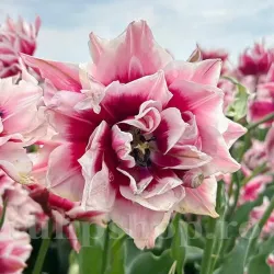 Bulbi Lalele Magic Sensation (Tulip)