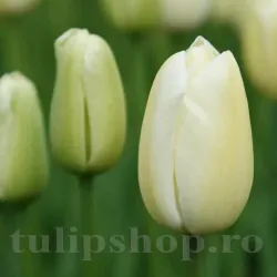 Bulbi Lalele Maureen (Tulip)