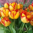 Bulbi Lalele Mayfair (Tulip) bulbi lalea mayfair roz violet triumf 110x110