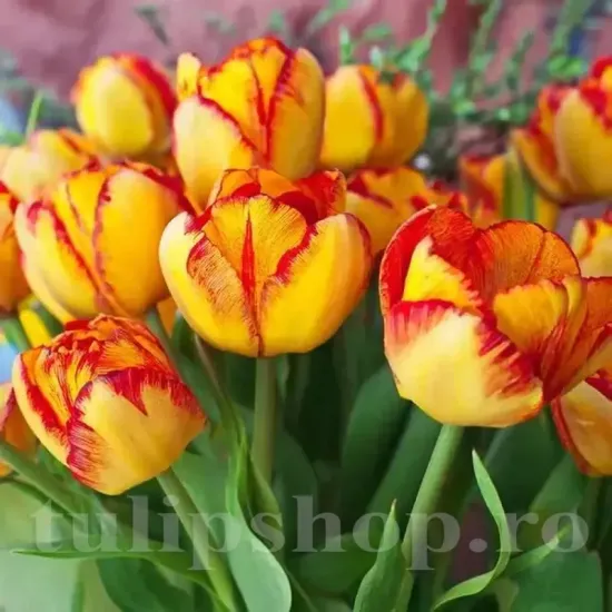 Bulbi Lalele Mayfair (Tulip) bulbi lalea mayfair roz violet triumf